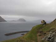 faar_og_lam_loebetur_til_Kirkjuboeur